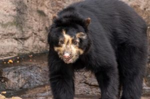 ᐅ What Does the Sun Bear Eat? | Understanding their Diet
