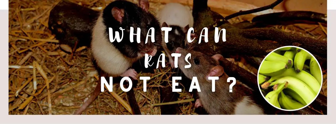 what can rats not eat