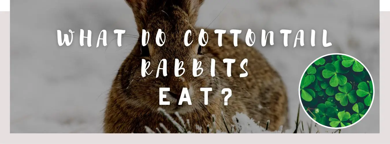 what do cottontail rabbits eat