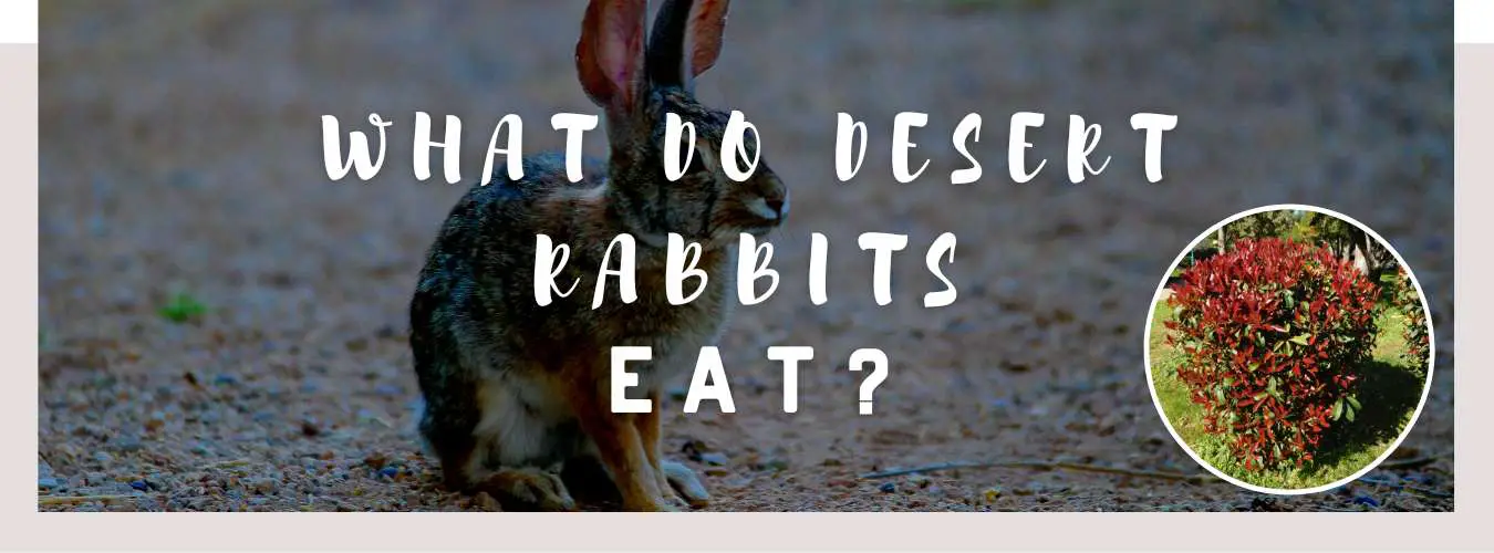 what do desert rabbits eat