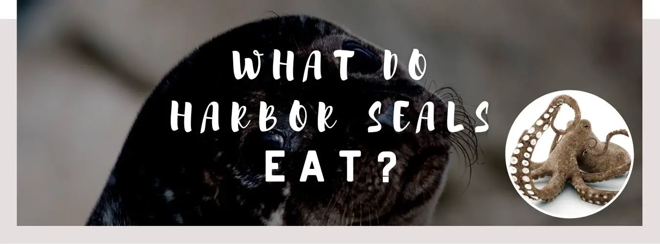 what do harbor seals eat