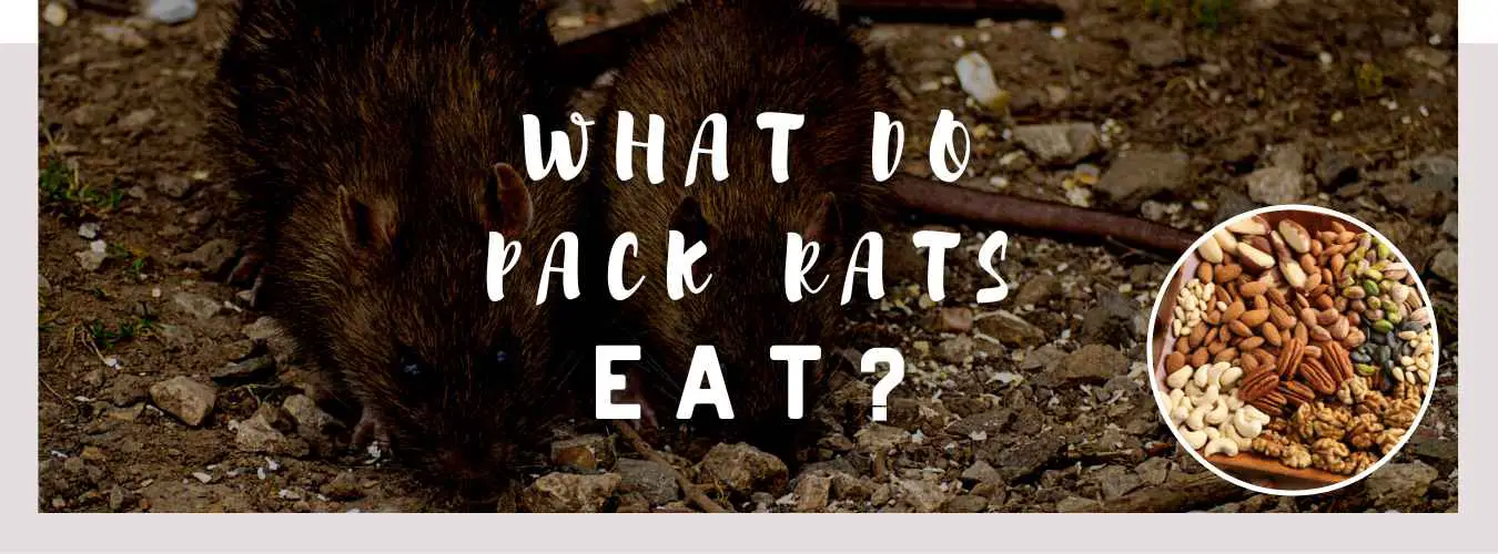 what do pack rats eat