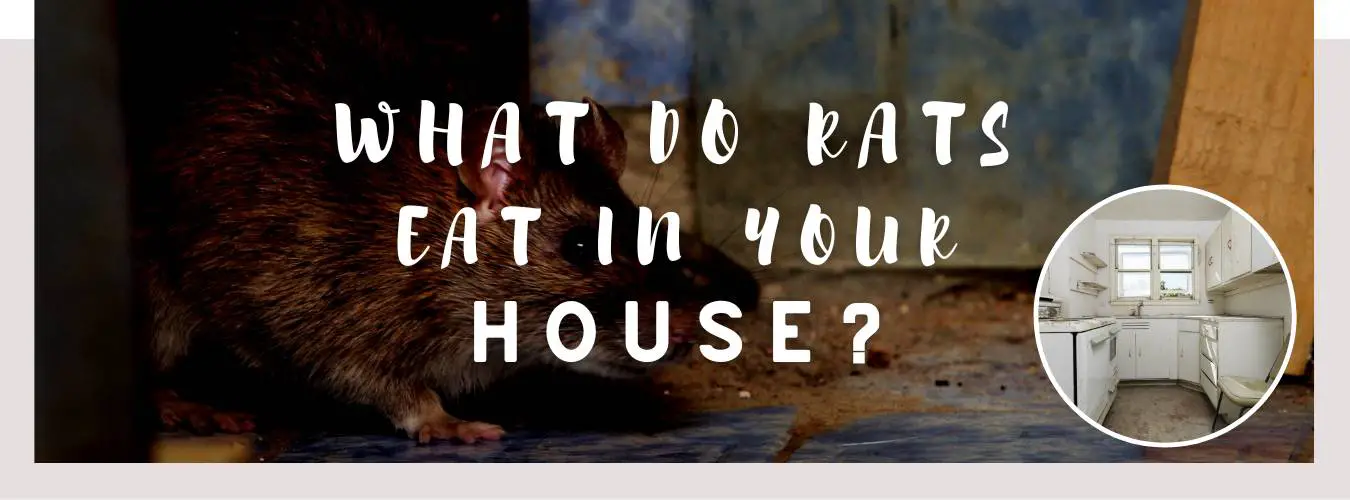 what do rats eat in your house