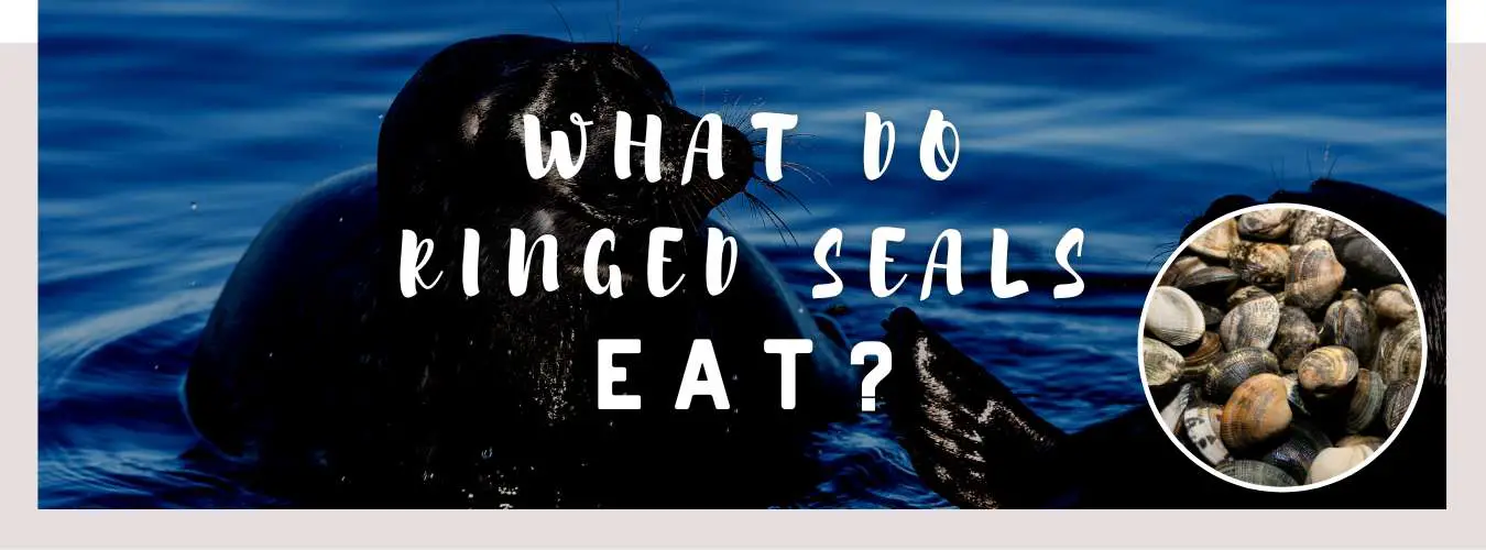 what do ringed seals eat