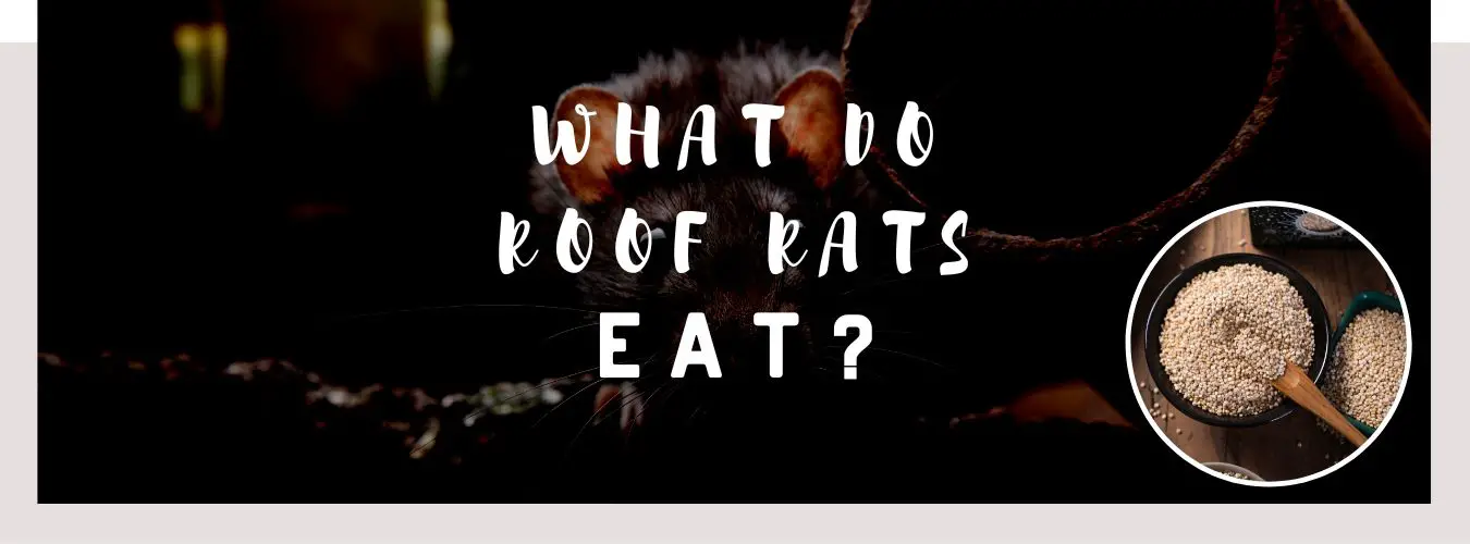what do roof rats eat