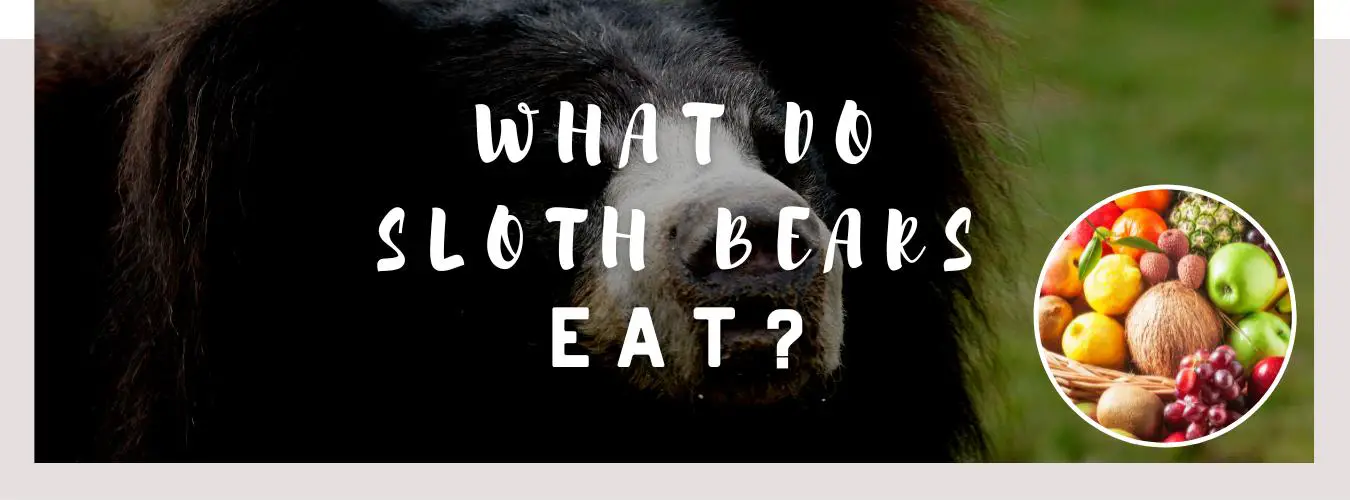 what do sloth bears eat