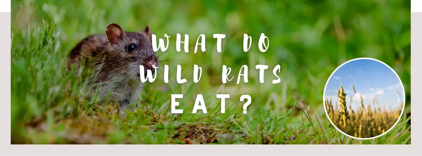 what do wild rats eat