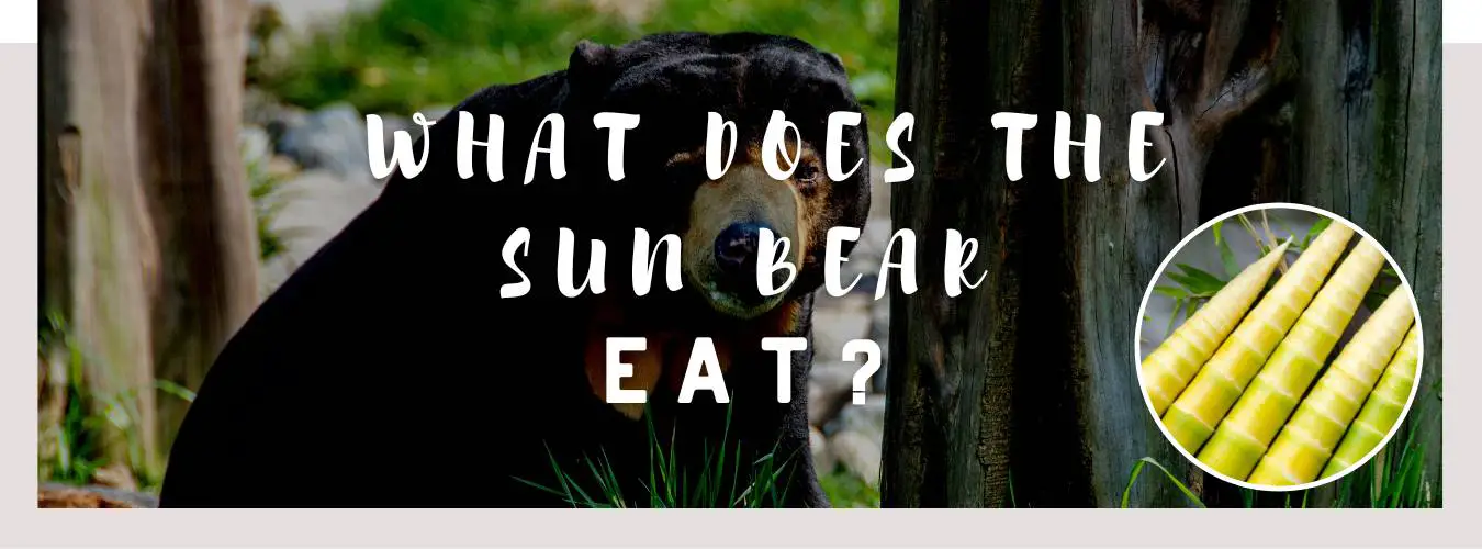 what does the sun bear eat