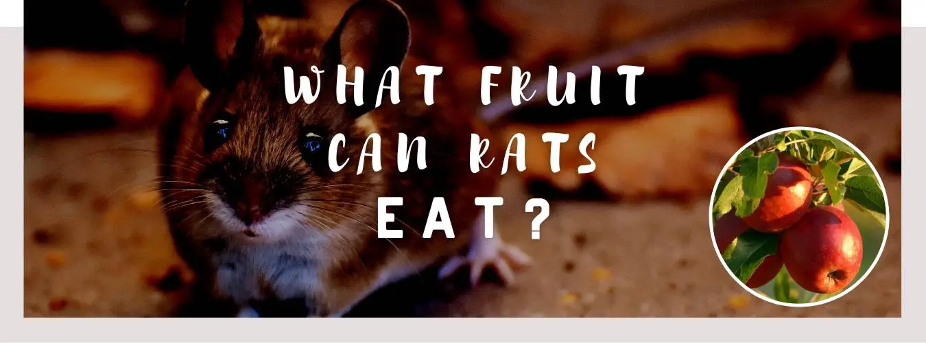 what fruit can rats eat