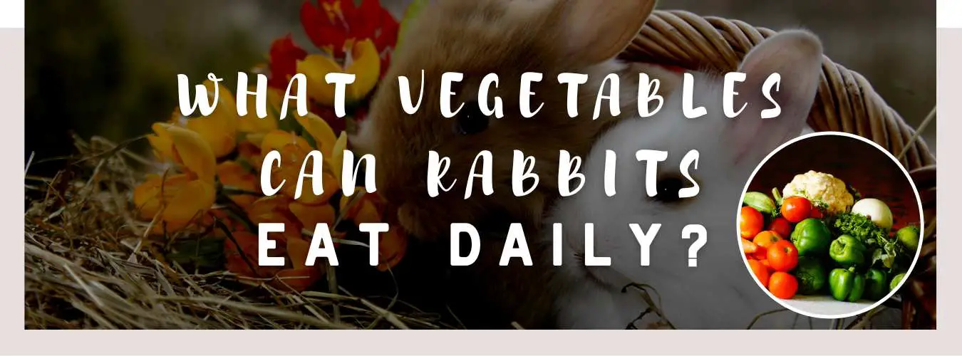what vegetables can rabbits eat daily