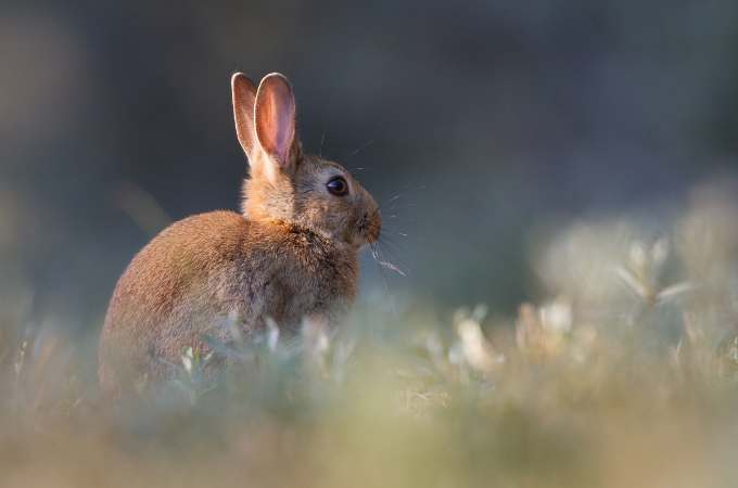 ᐅ Do Wild Rabbits Eat Celery? | Toxic or Healthy