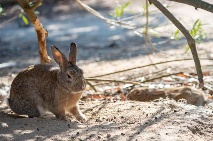 ᐅ Do Wild Rabbits Eat Celery? | Toxic or Healthy