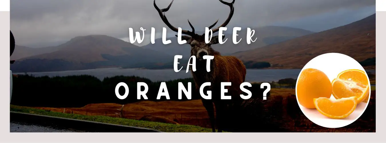 will deer eat oranges