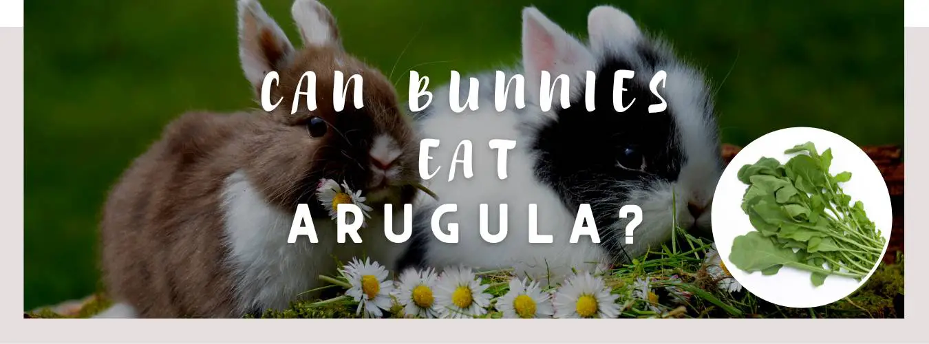 can bunnies eat arugula
