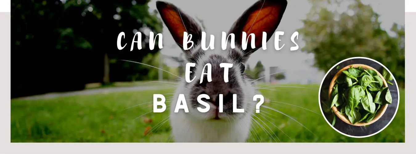 can bunnies eat basil