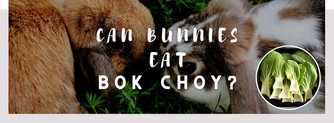 can bunnies eat bok choy