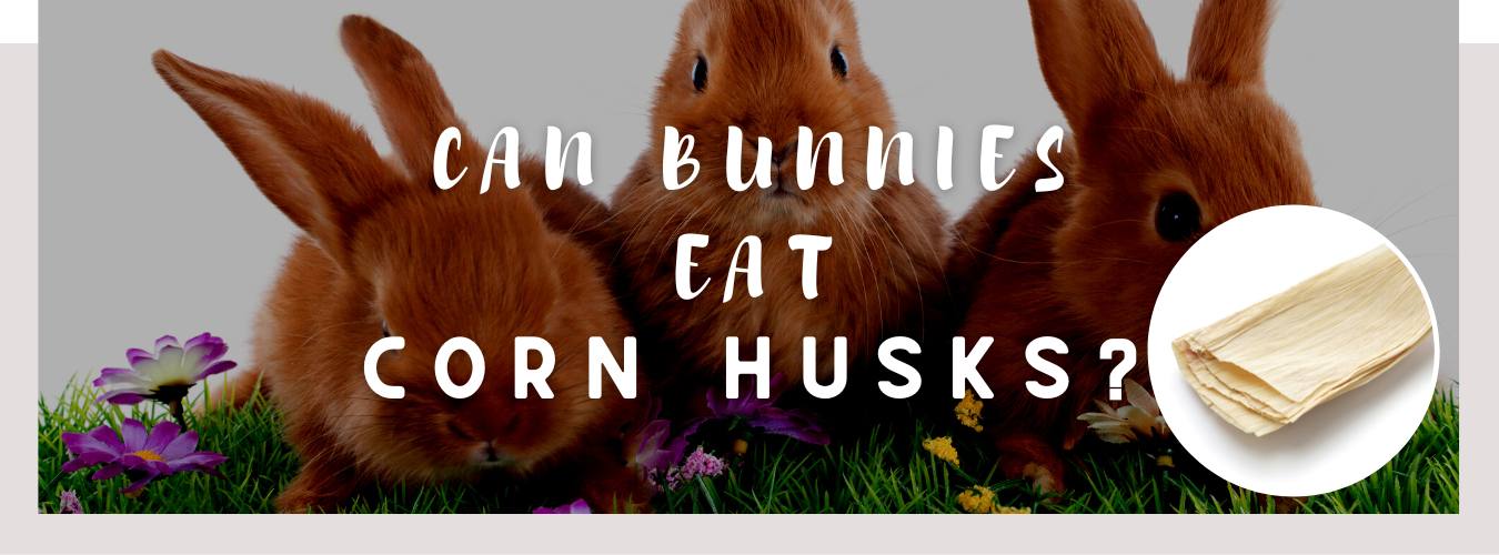 can bunnies eat corn husks