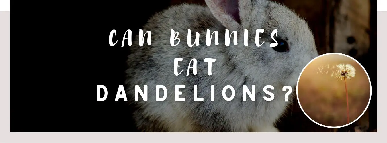 can bunnies eat dandelions