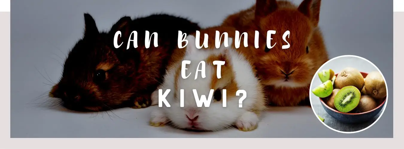 can bunnies eat kiwi