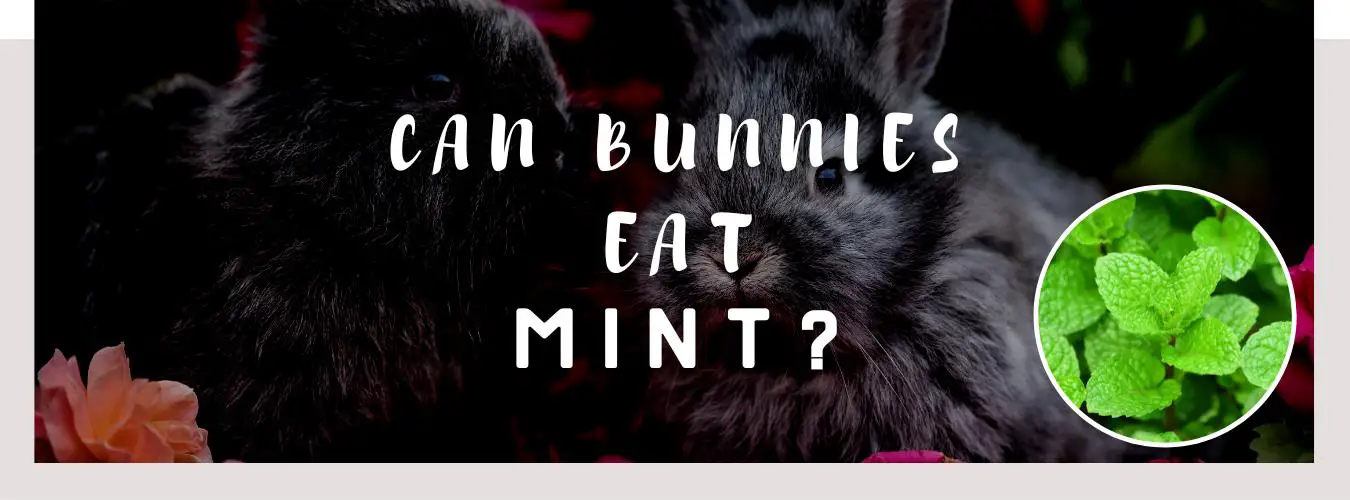 can bunnies eat mint