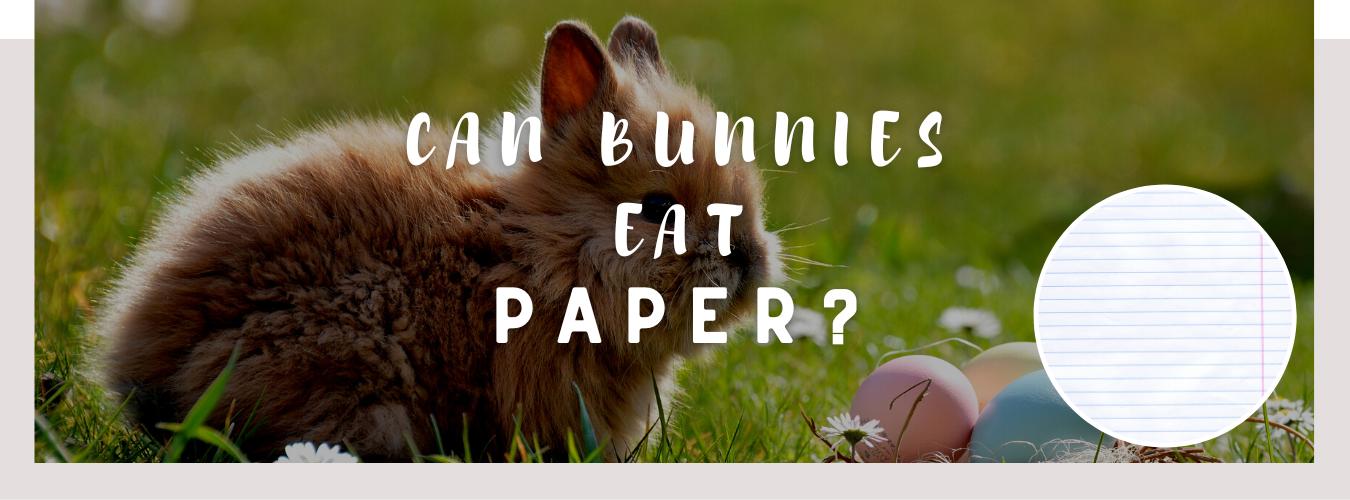 can bunnies eat paper