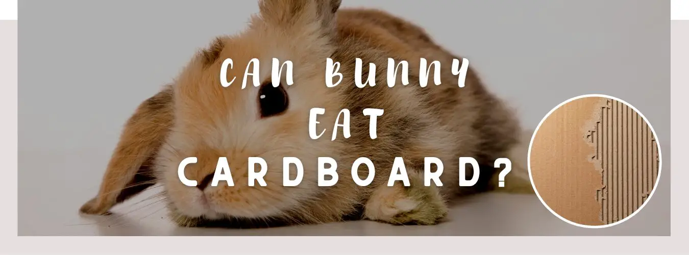 can bunny eat cardboard