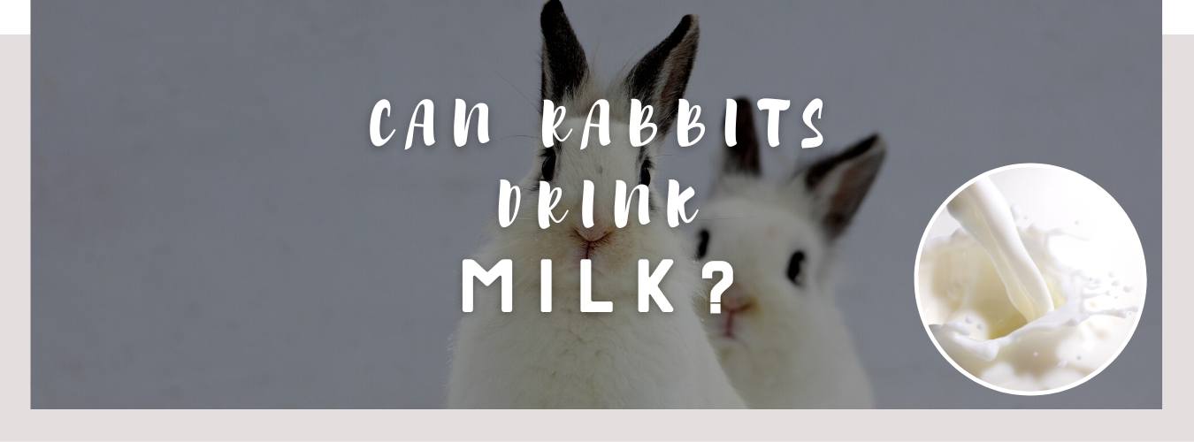 can rabbits drink milk