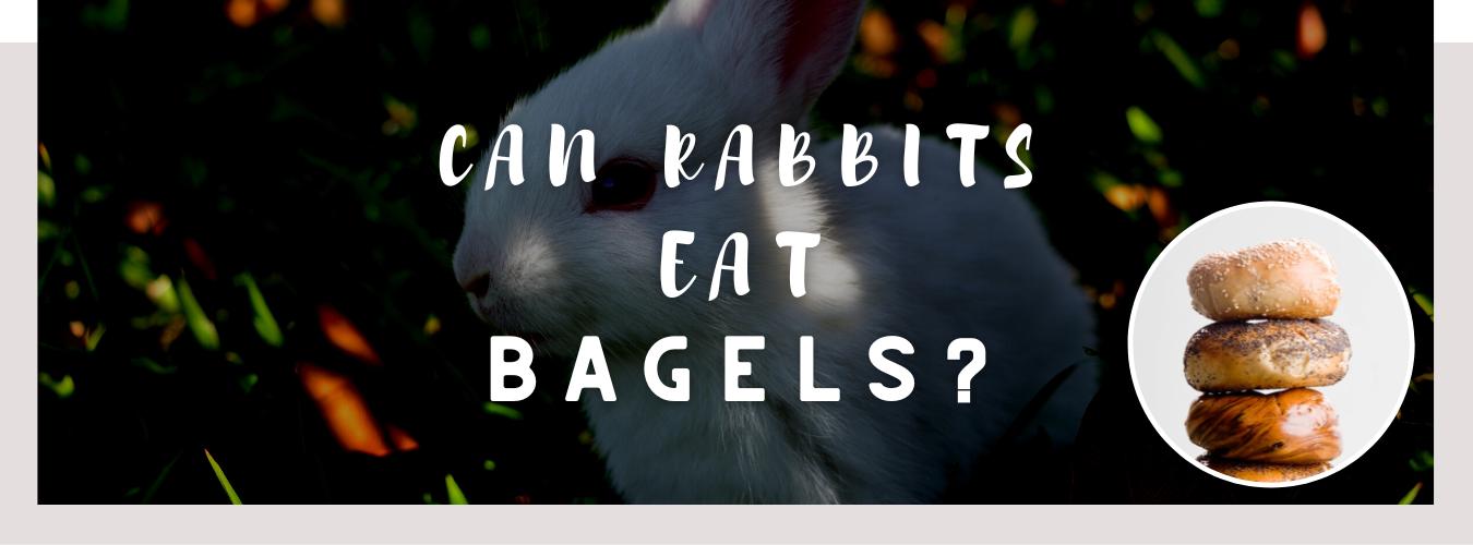 can rabbits eat bagels