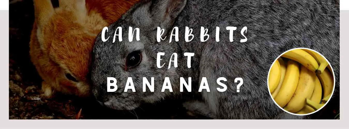can rabbits eat bananas