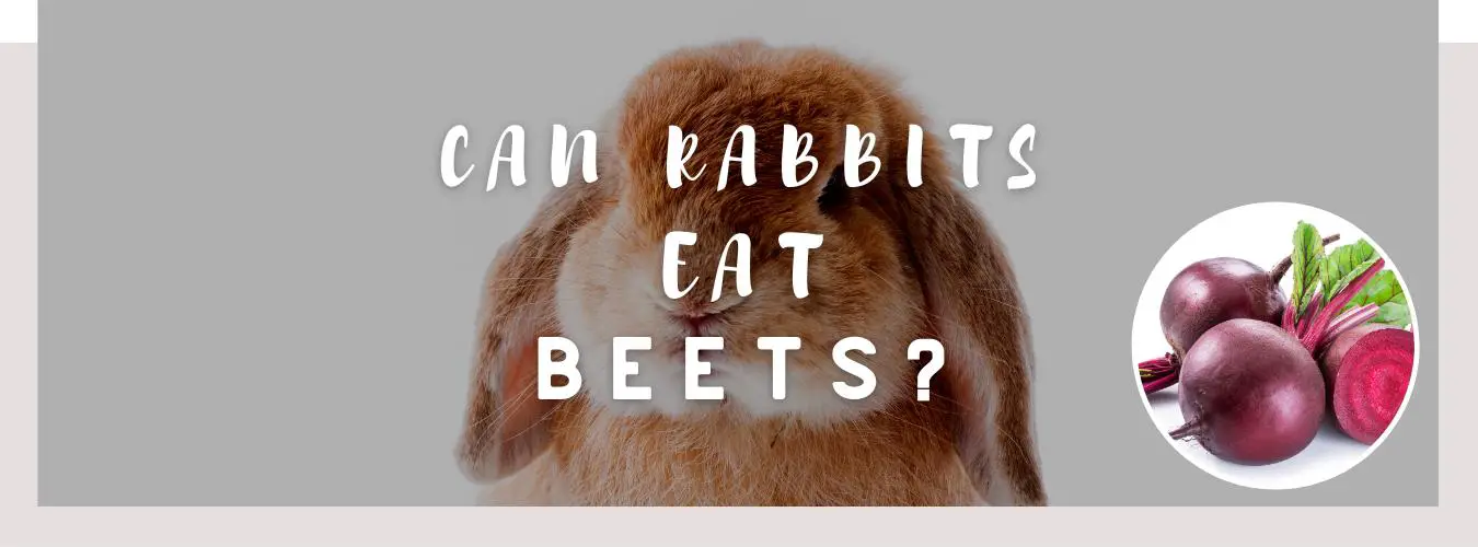 can rabbits eat beets