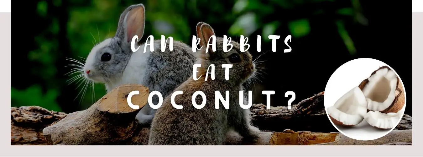 can rabbits eat coconut