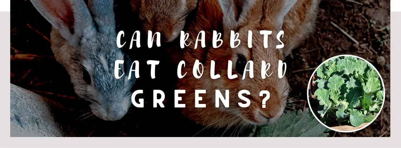 can rabbits eat collard greens