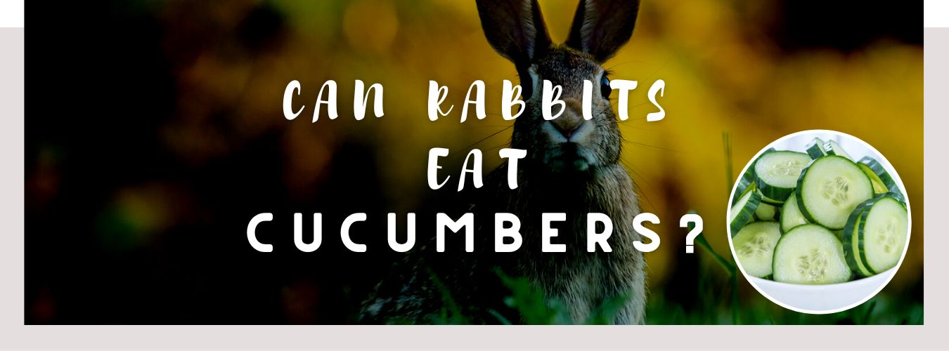 an rabbits eat cucumbers