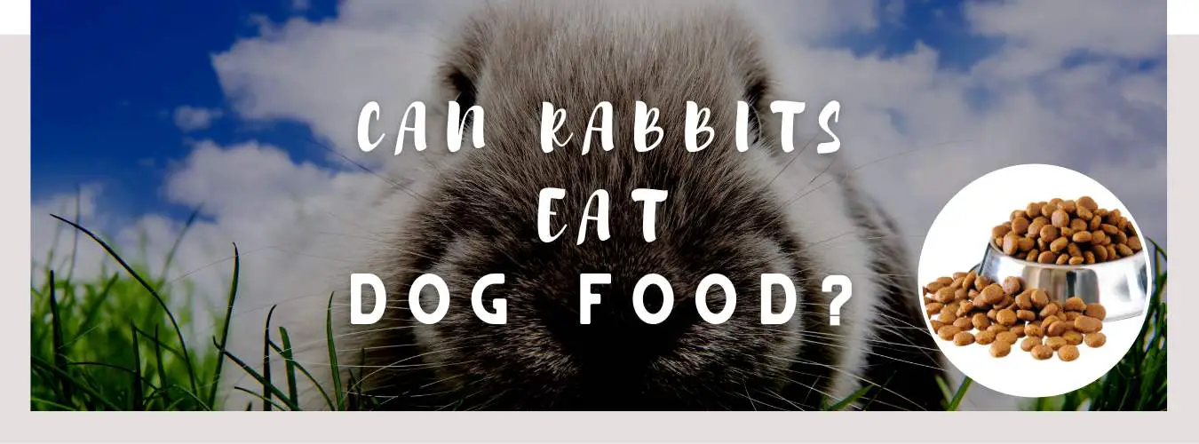 can rabbits eat dog food