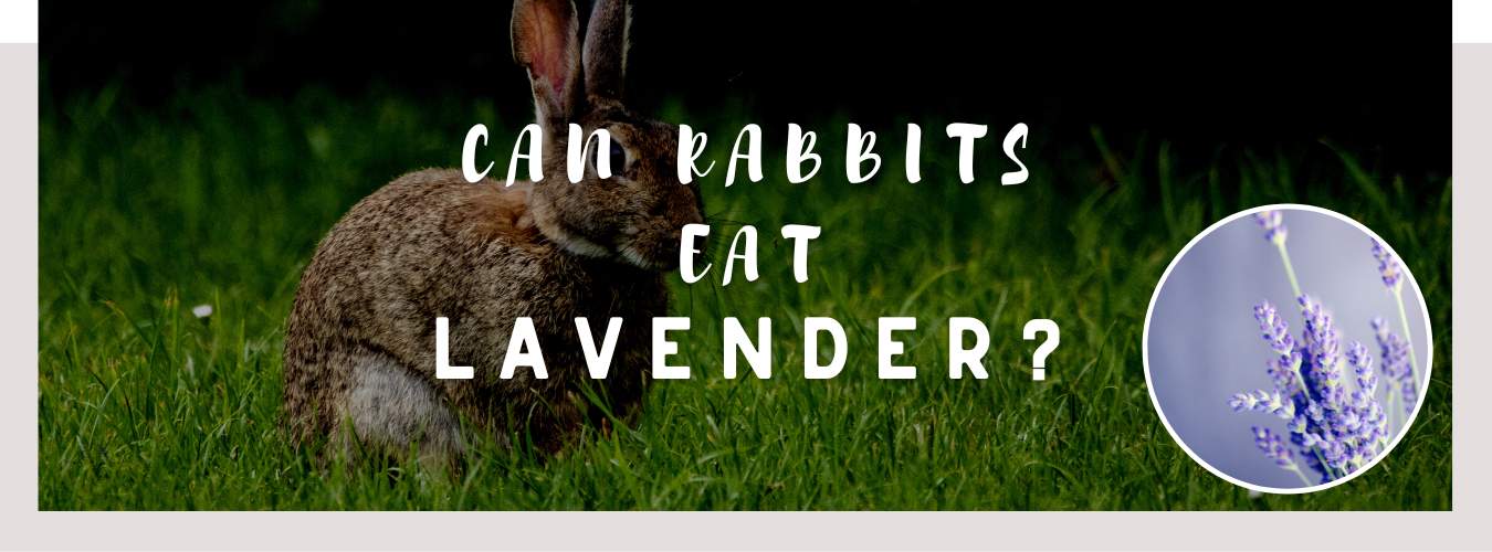 can rabbits eat lavender