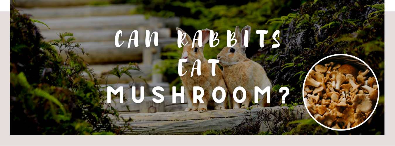 can rabbits eat mushroom