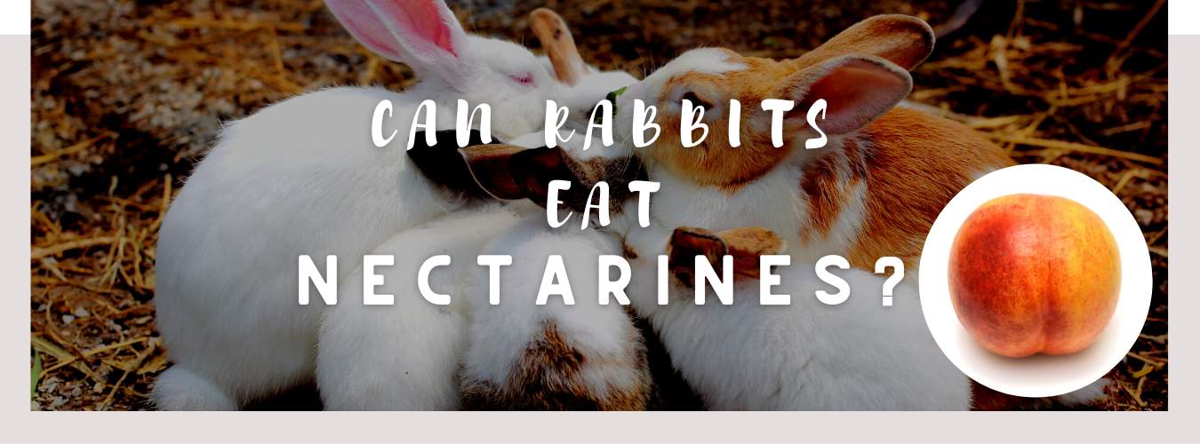 can rabbits eat nectarines