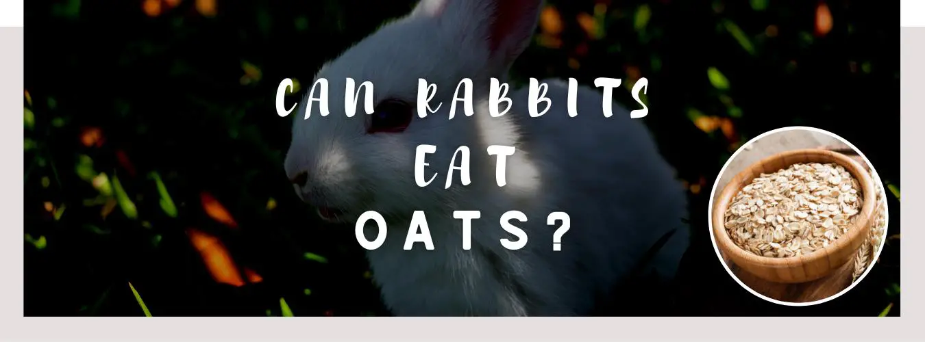 can rabbits eat oats