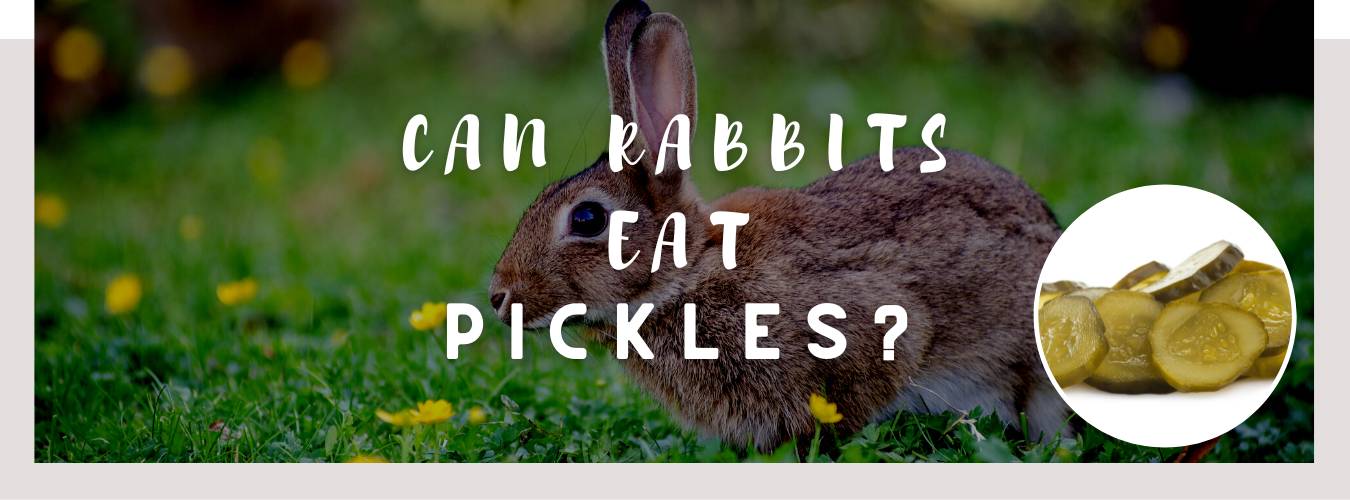 can rabbits eat pickles