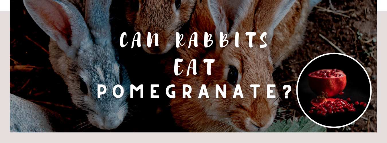 can rabbits eat pomegranate