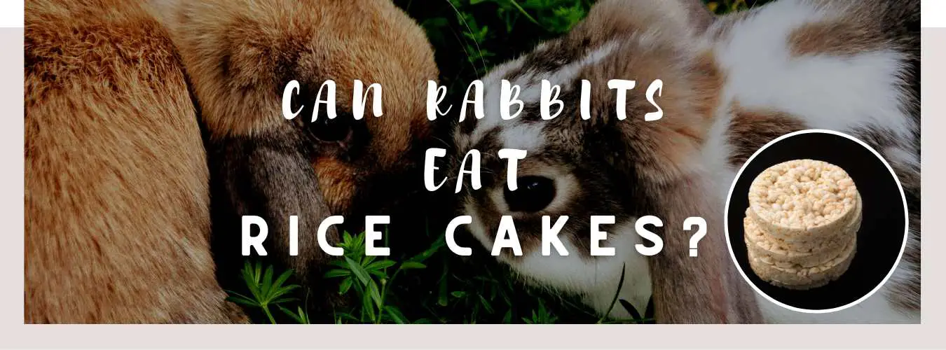 can rabbits eat rice cakes