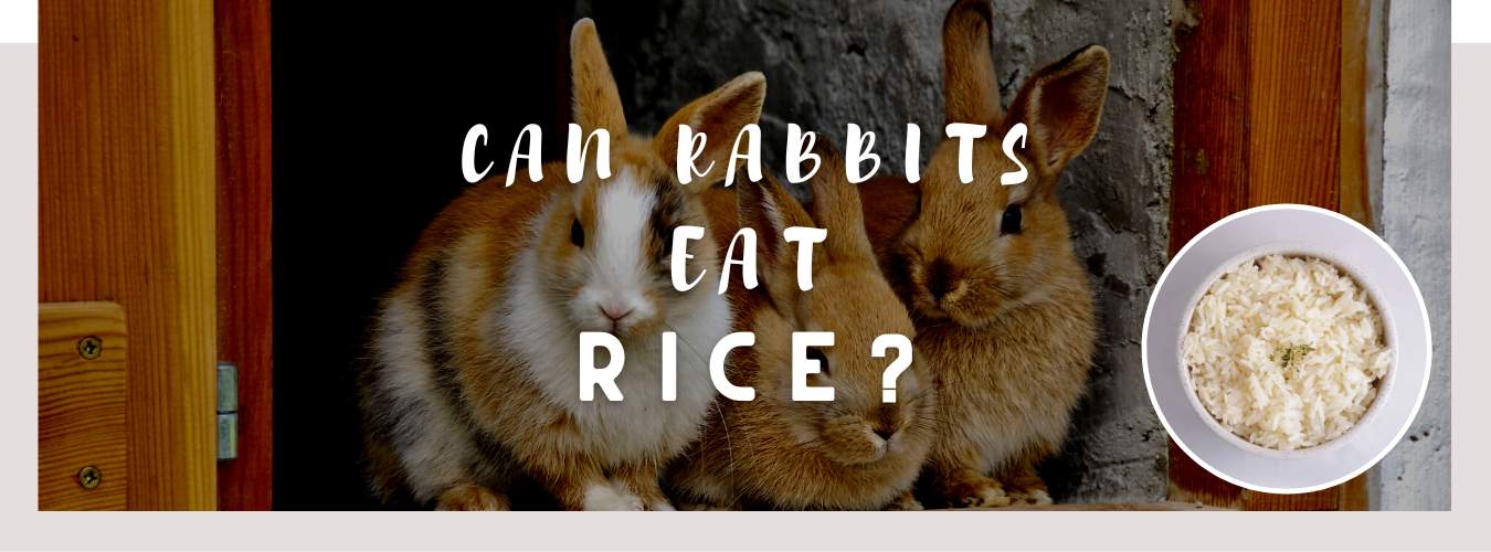 can rabbits eat rice
