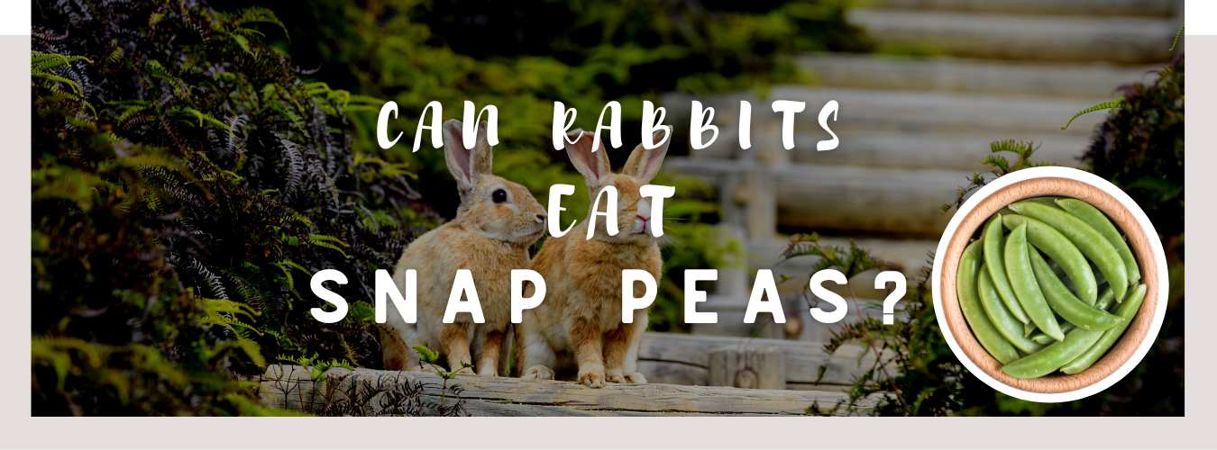 can rabbits eat snap peas