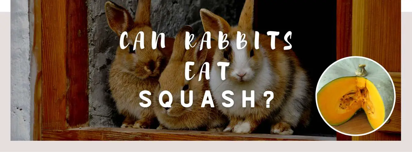 can rabbits eat squash