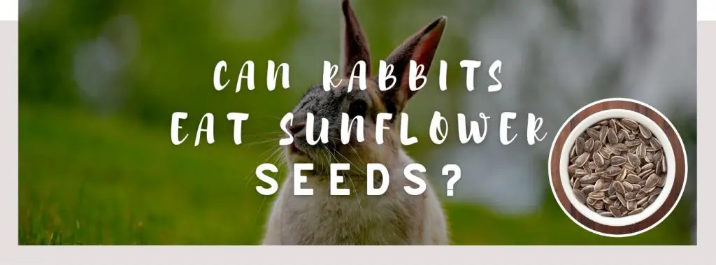 ᐅ Can Rabbits Eat Sunflower Seeds? | Toxic or Healthy