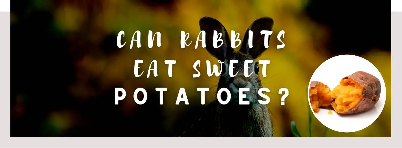 can rabbits eat sweet potatoes