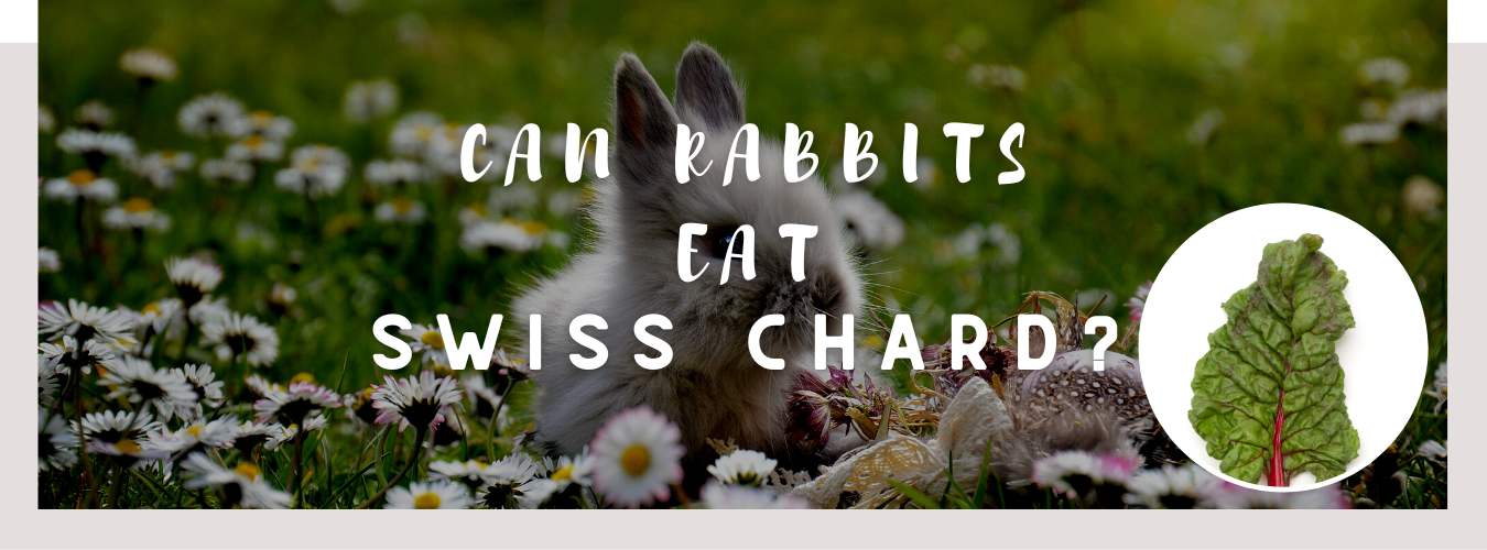 can rabbits eat swiss chard