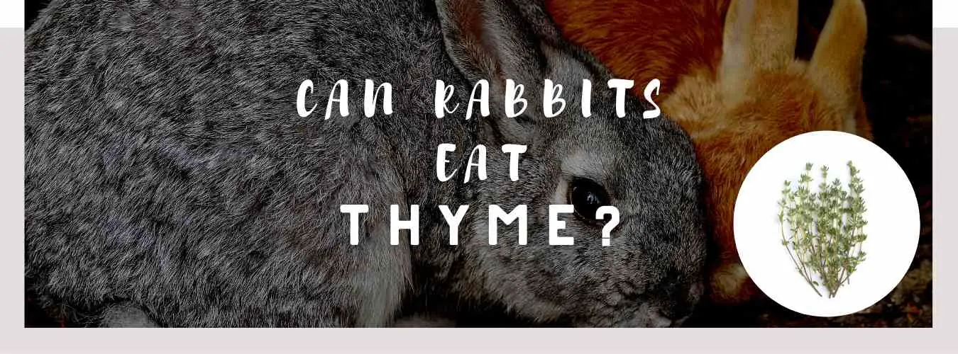can rabbits eat thyme