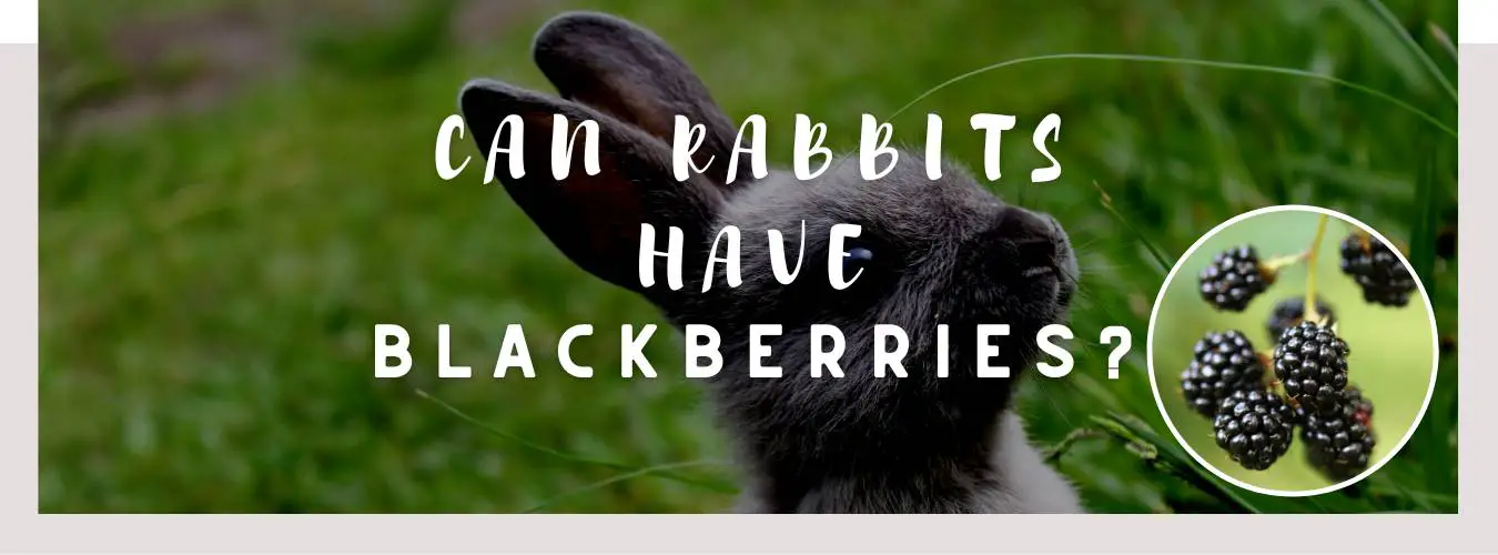 can rabbits have blackberries