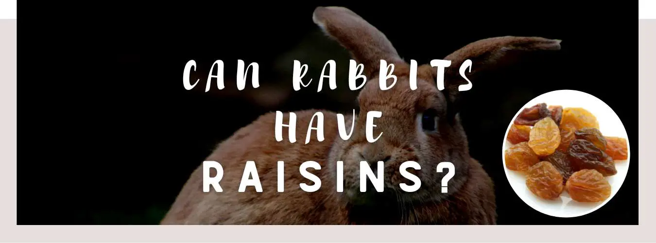 can rabbits have raisins